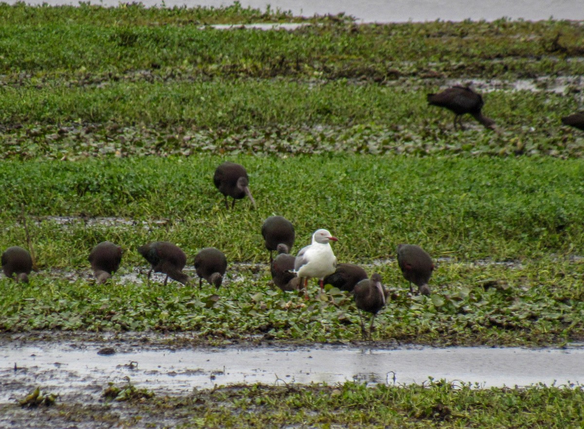 Gaviota Cabecigrís - ML355751021