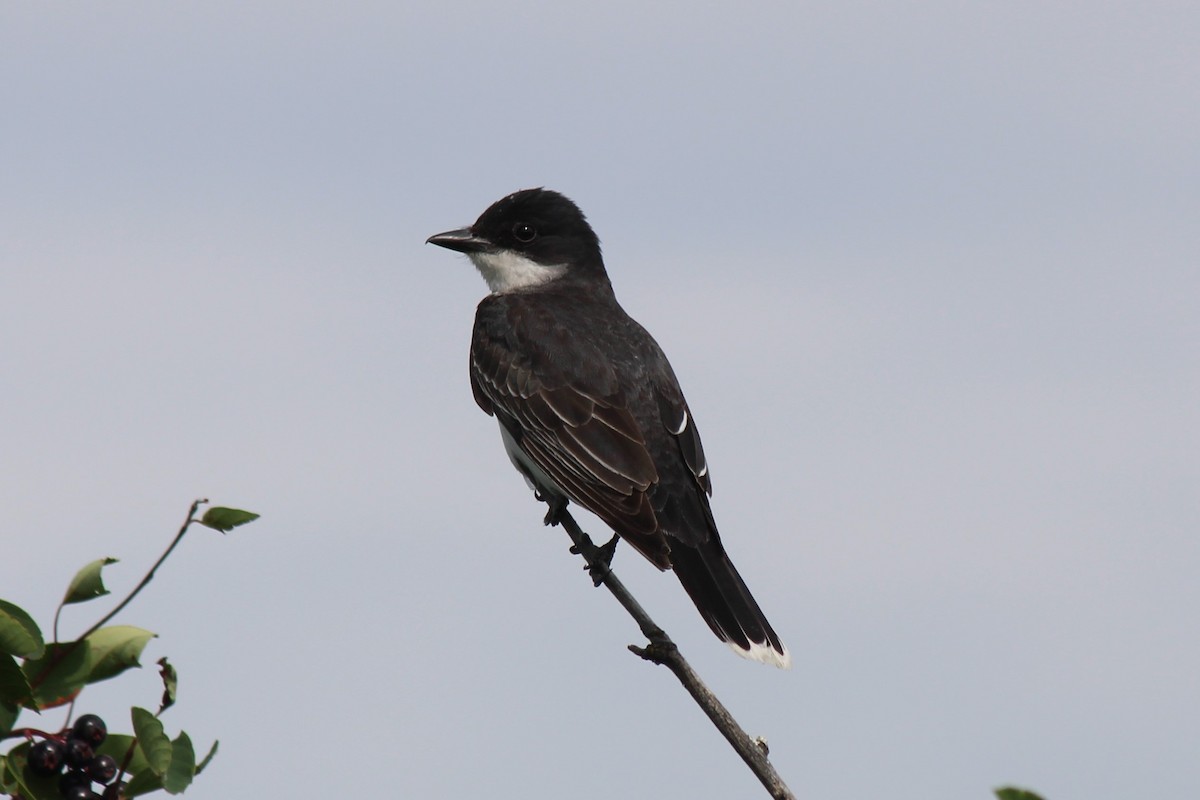 Eastern Kingbird - ML355751081