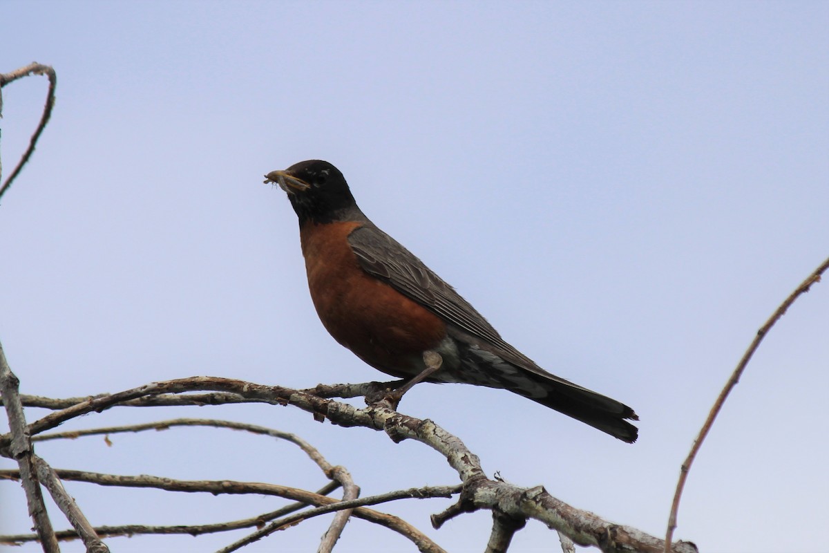 American Robin - ML355751141