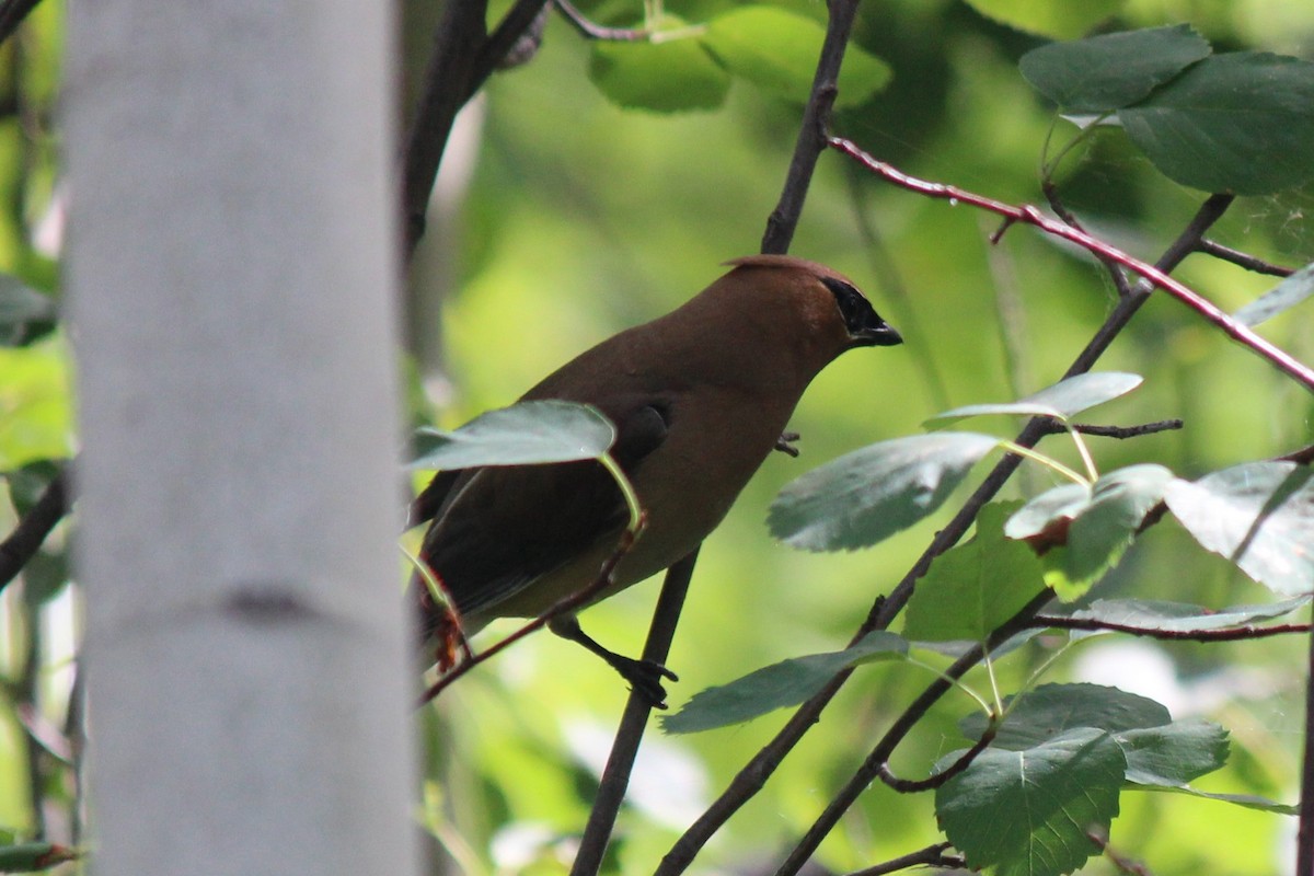 Cedar Waxwing - ML355751381