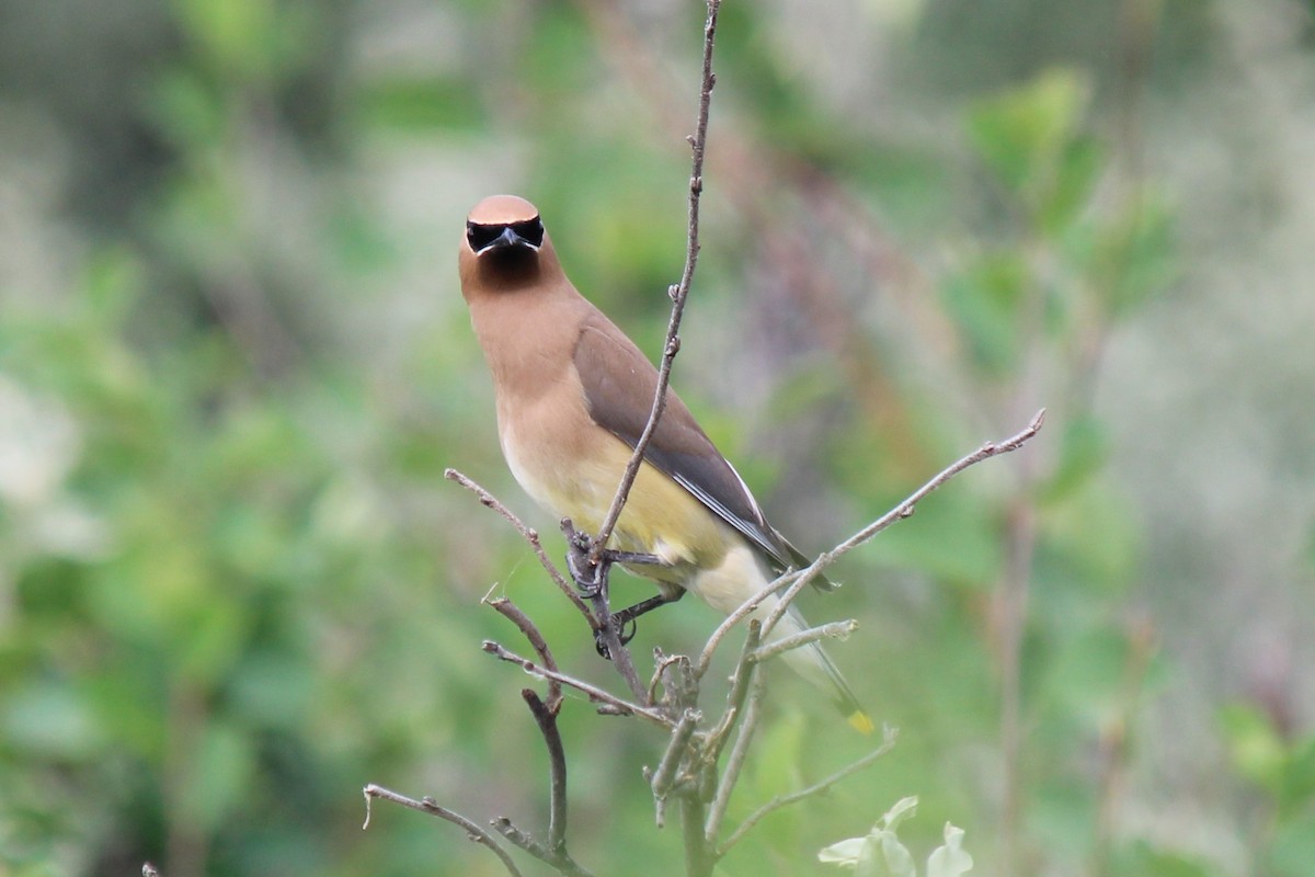Cedar Waxwing - ML355751391