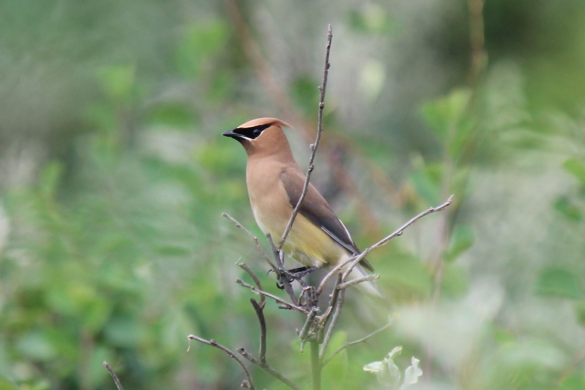 Cedar Waxwing - ML355751401