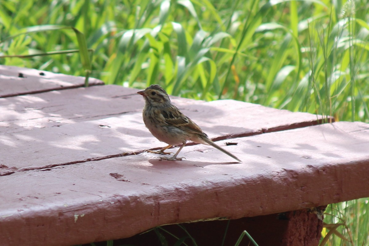 Clay-colored Sparrow - ML355751461