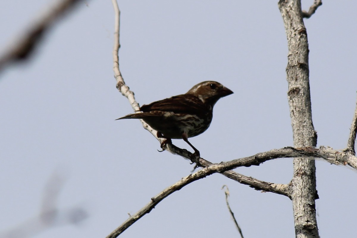 Purple Finch - ML355751601