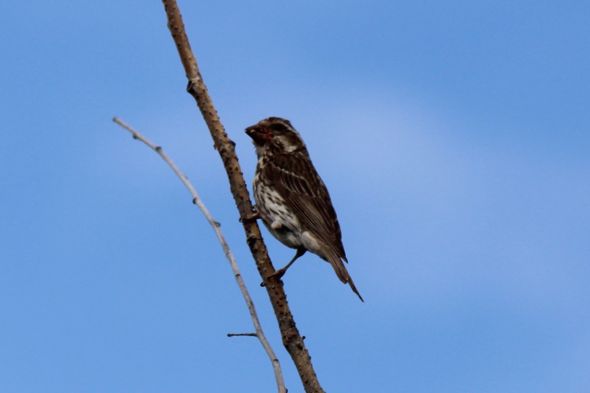 Purple Finch - ML355751621