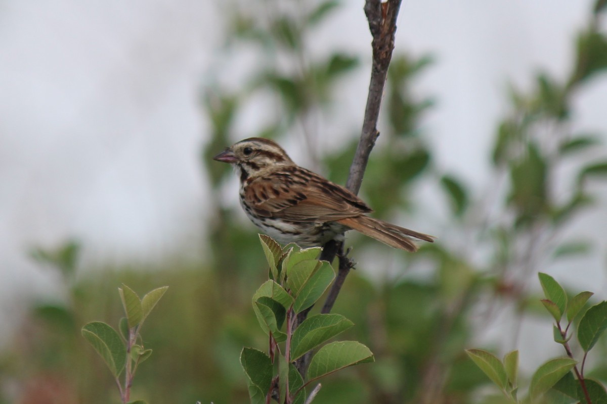 Song Sparrow - ML355751641