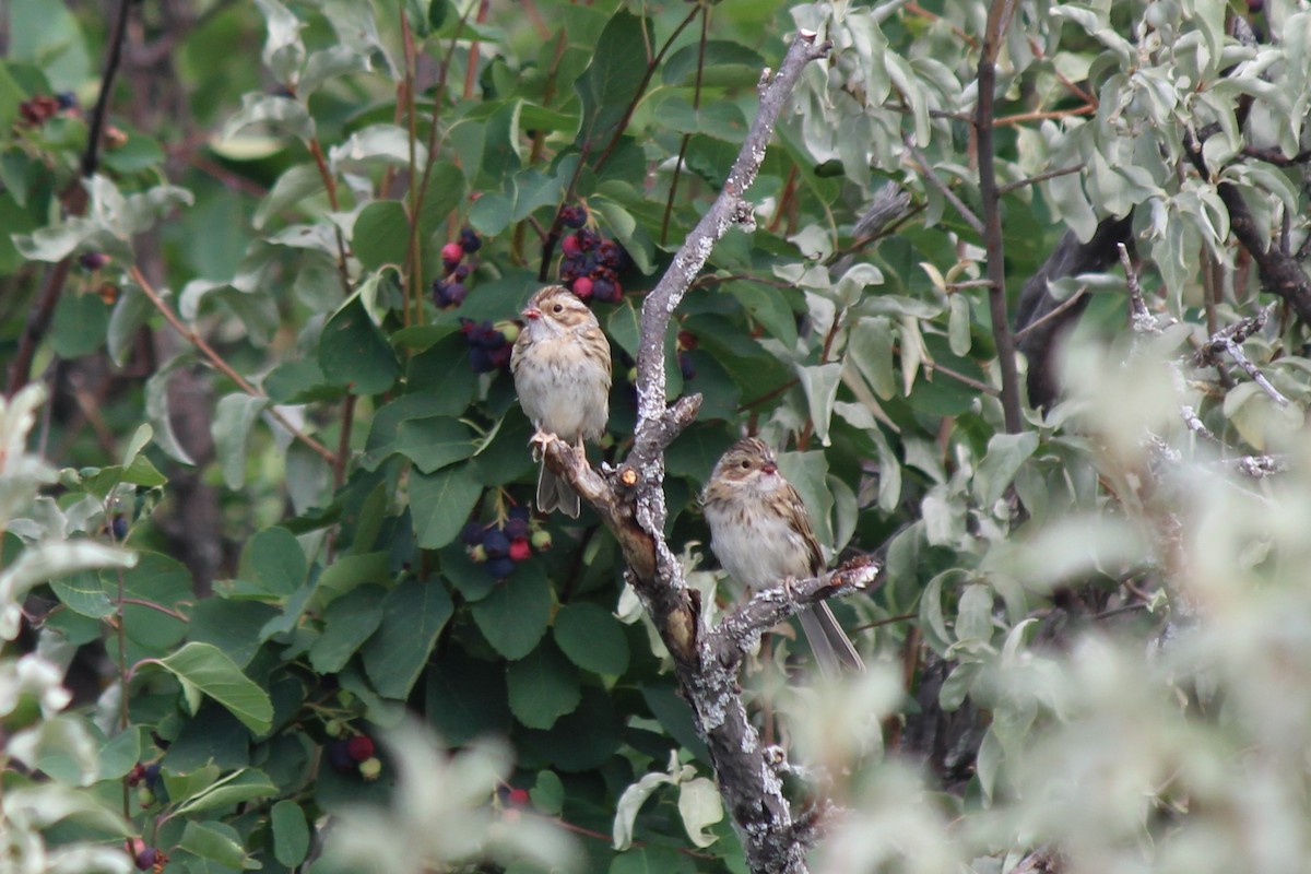 Clay-colored Sparrow - ML355751661