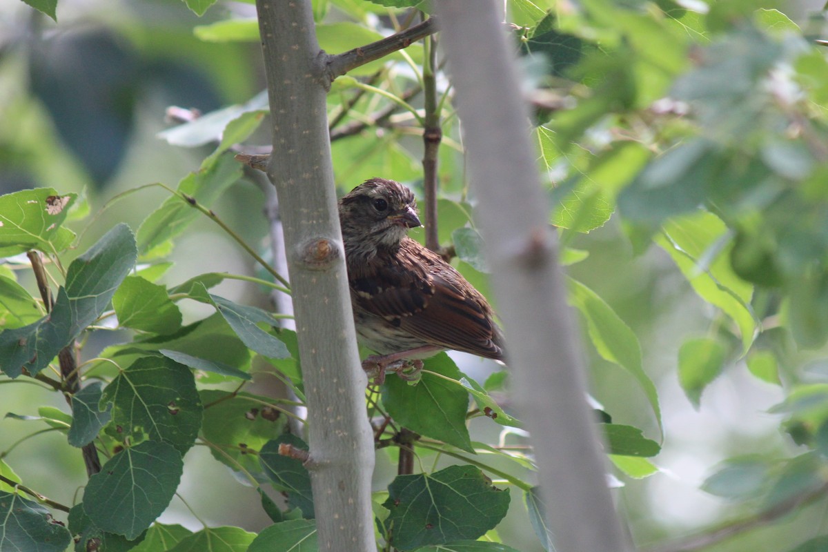 Song Sparrow - ML355751691
