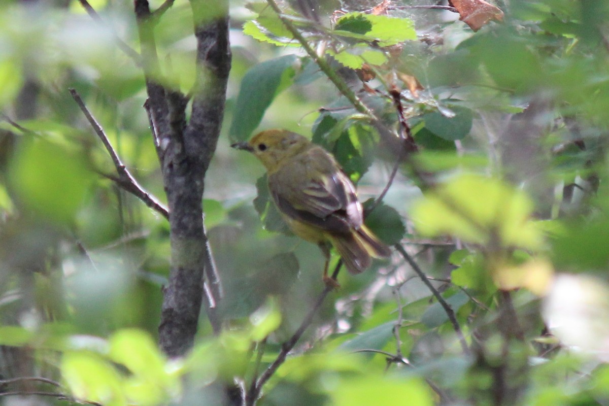 Yellow Warbler - ML355751841