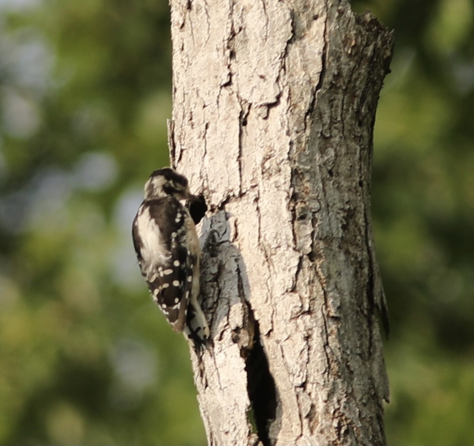 Downy Woodpecker - ML355751911