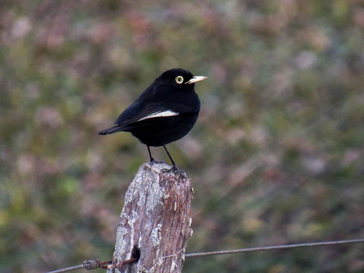 Spectacled Tyrant - Luis  Weymar Junior