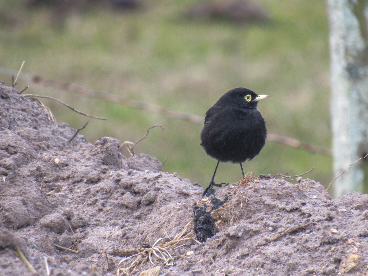 Spectacled Tyrant - ML355751931