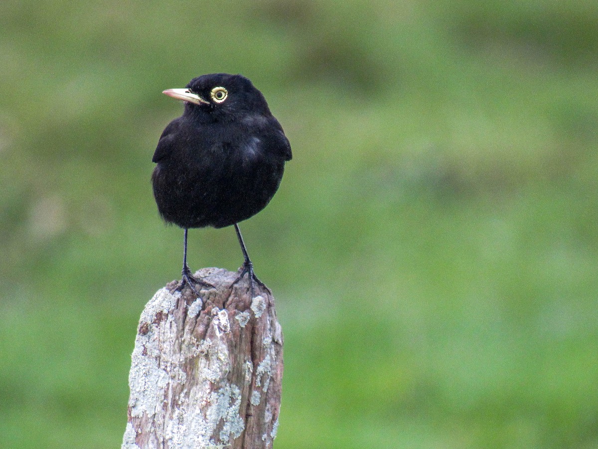 Spectacled Tyrant - ML355751941