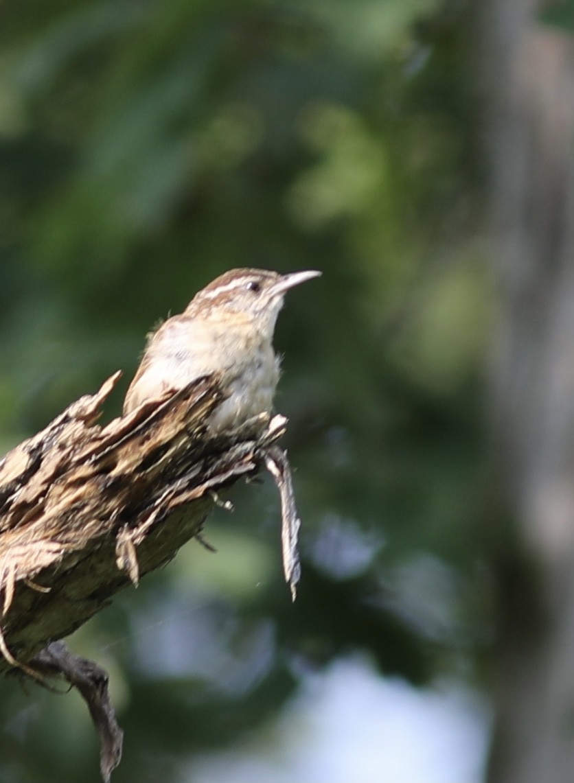 Carolina Wren - ML355752061