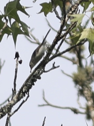 Blue-gray Gnatcatcher - ML355752551