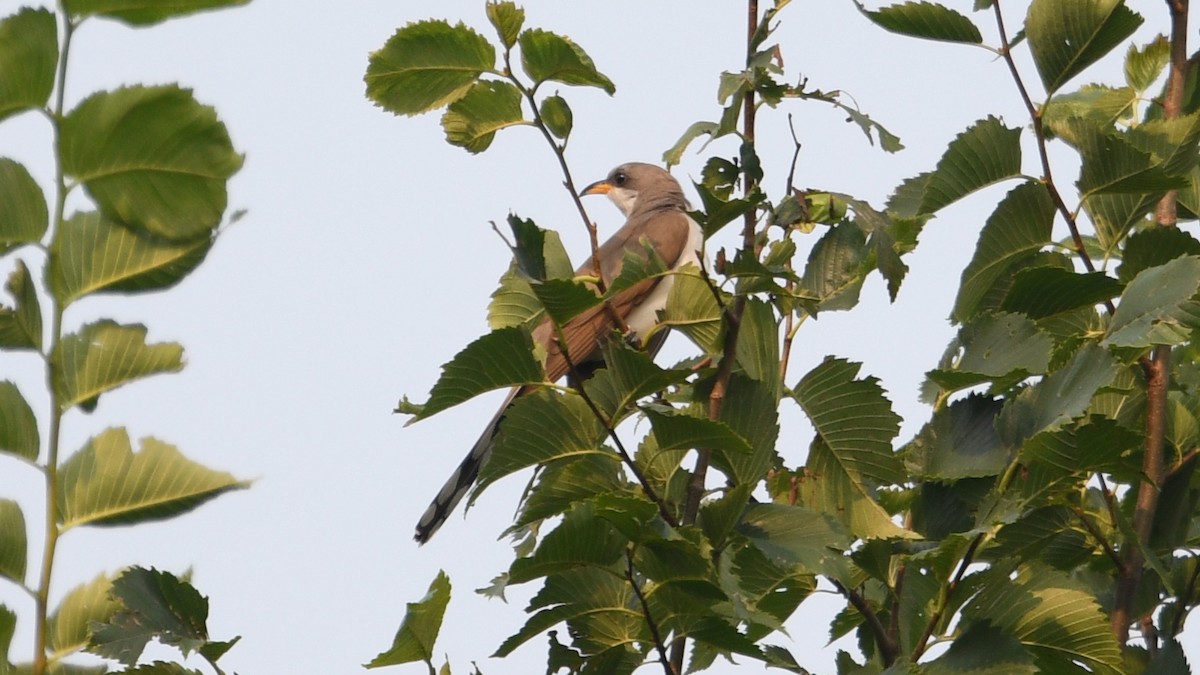 Yellow-billed Cuckoo - ML355752671