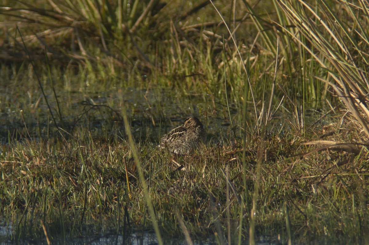 Pantanal/Magellanic Snipe - ML355752901