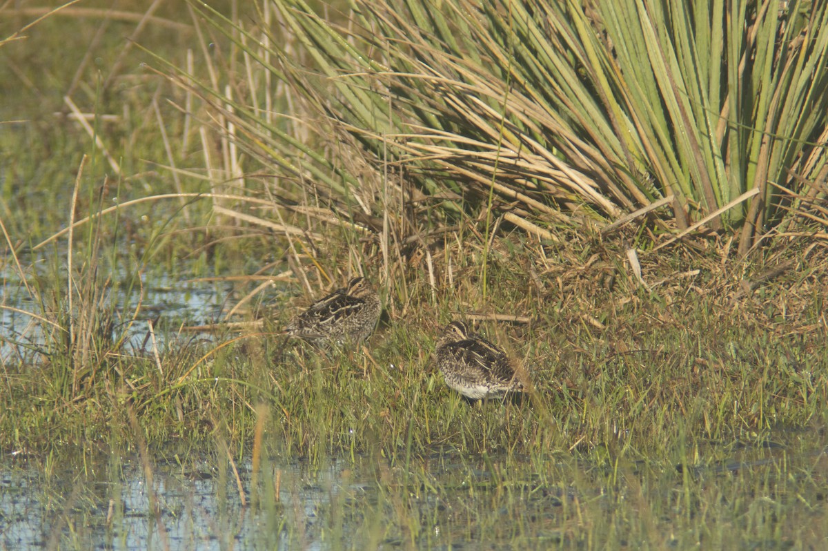 Pantanal-/Magellanbekassine - ML355752991