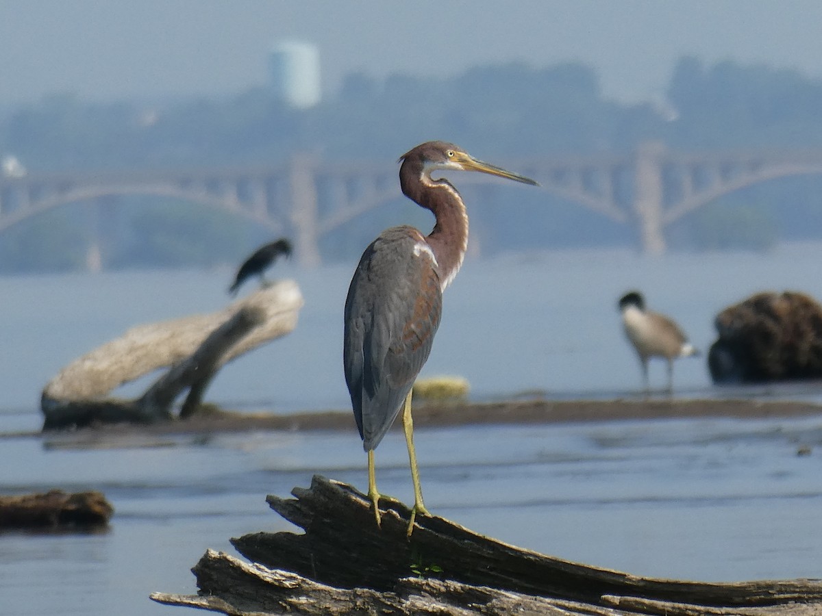 Tricolored Heron - Anonymous