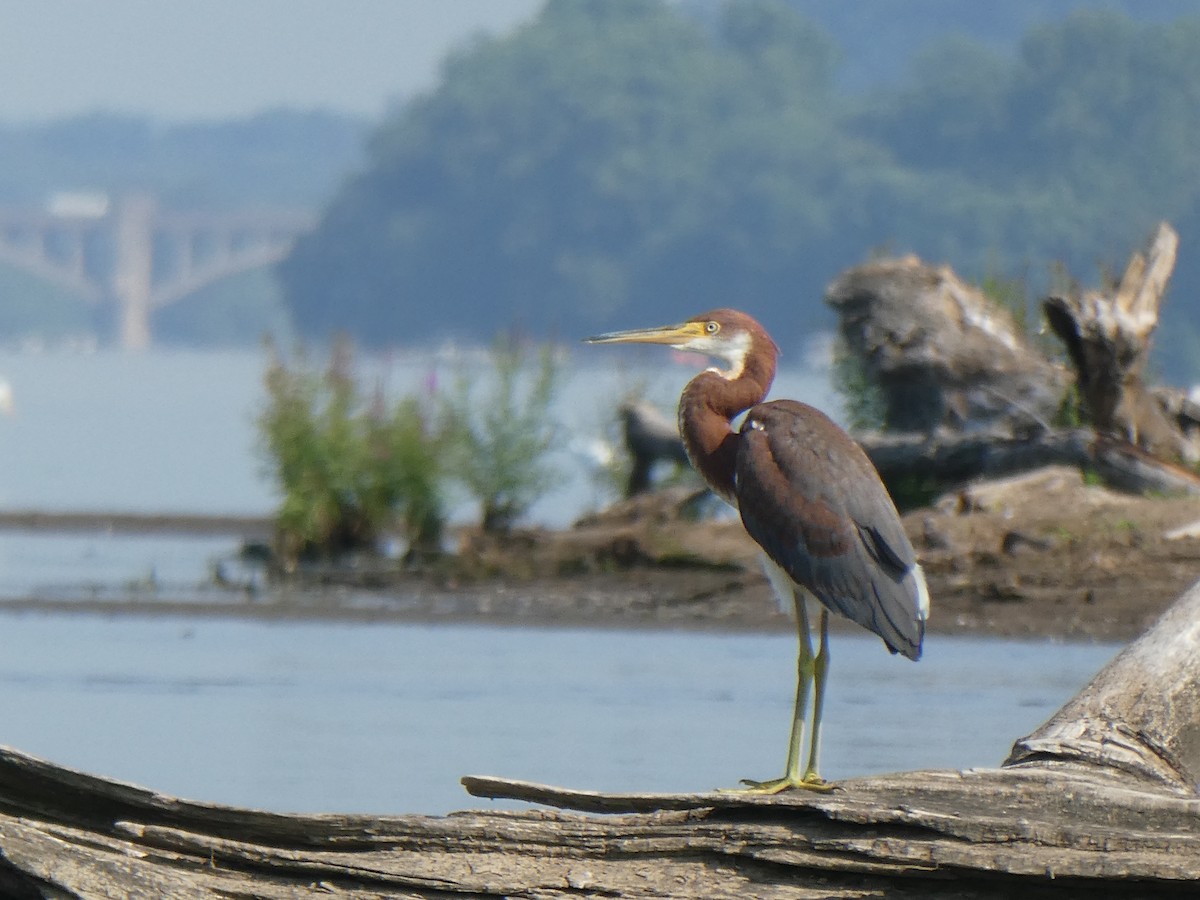 Tricolored Heron - Anonymous