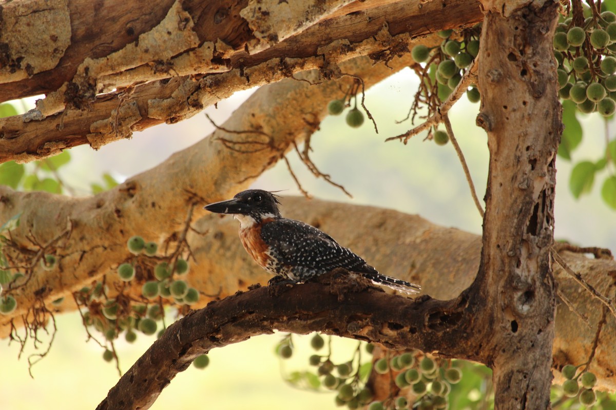 Giant Kingfisher - ML355757571