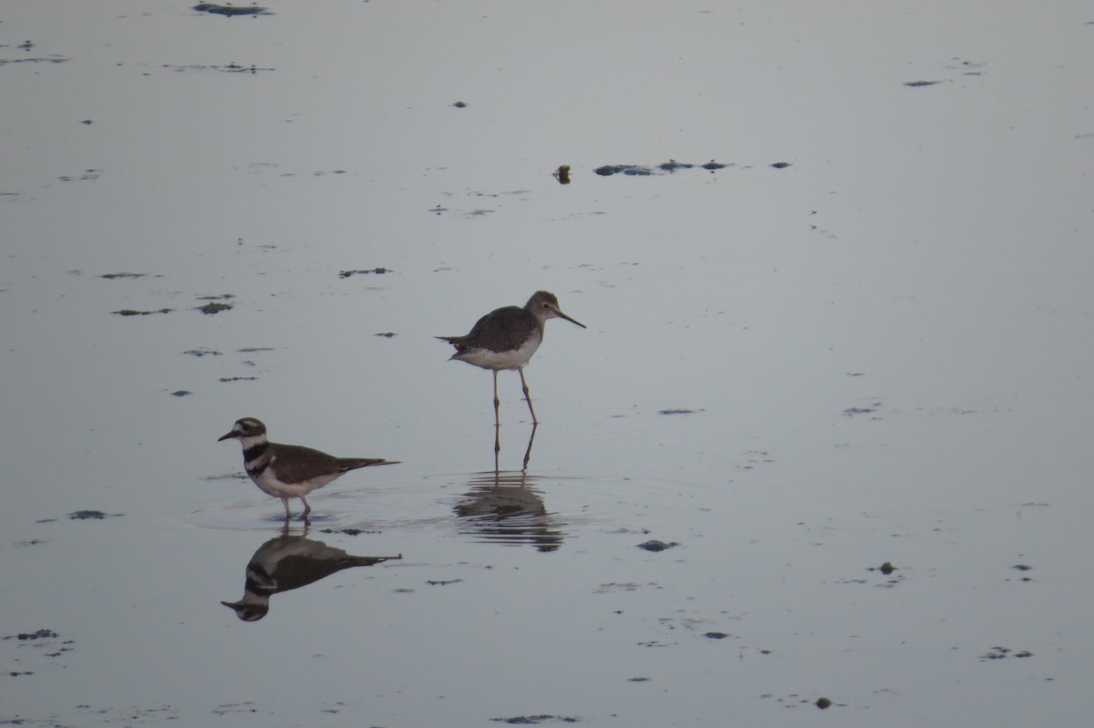 Lesser Yellowlegs - Bryant Olsen