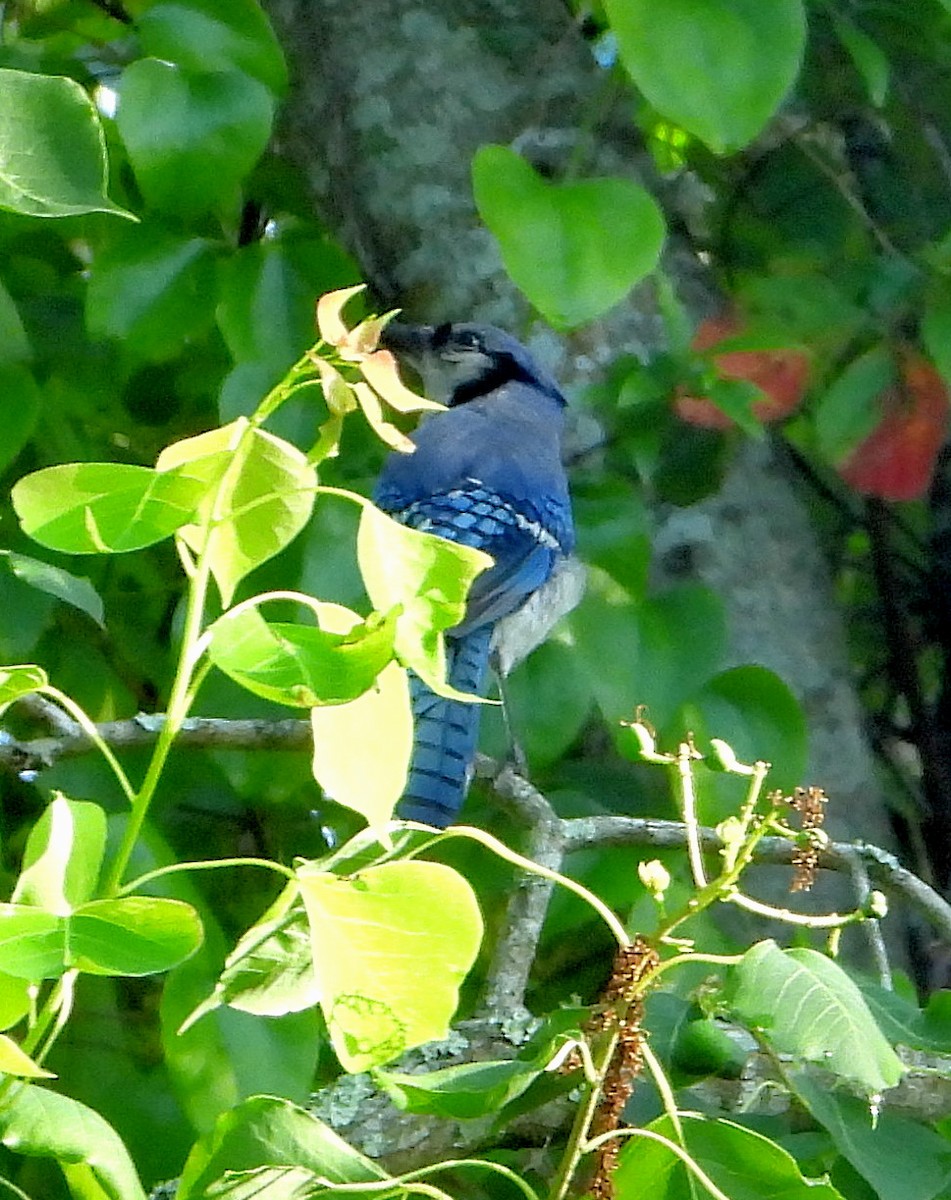 Blue Jay - Jay Huner