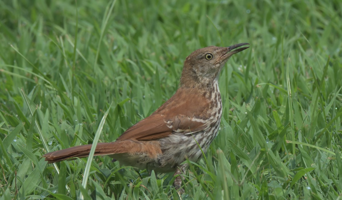 Brown Thrasher - Richard Snow