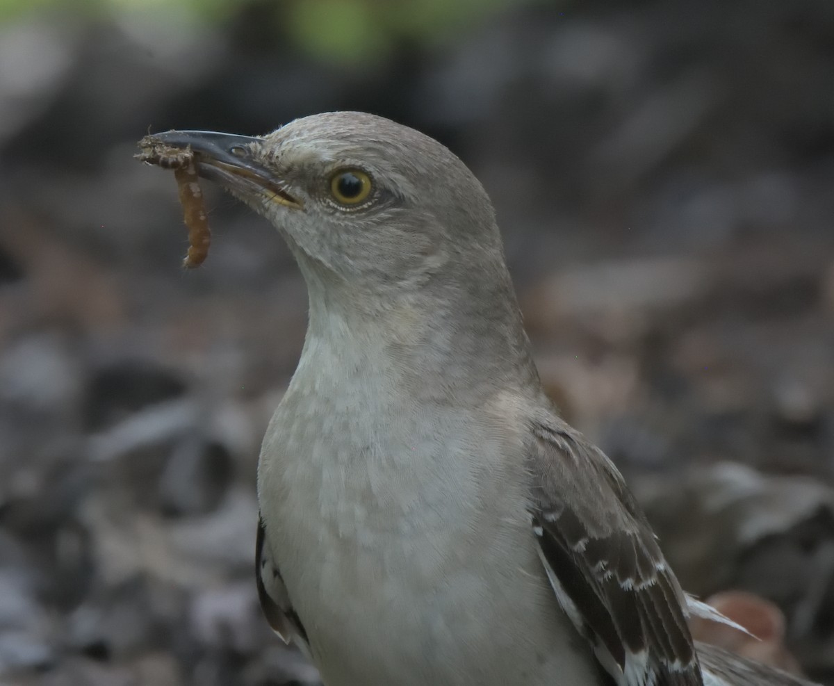 Northern Mockingbird - ML355763941