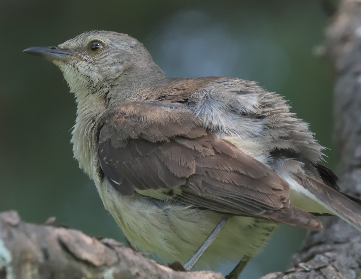 Northern Mockingbird - ML355763961