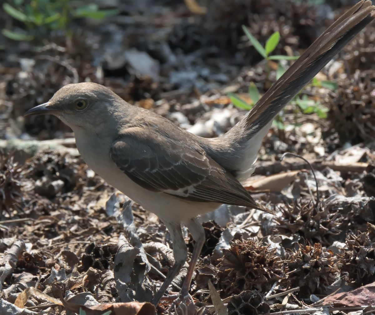 Northern Mockingbird - ML355763981