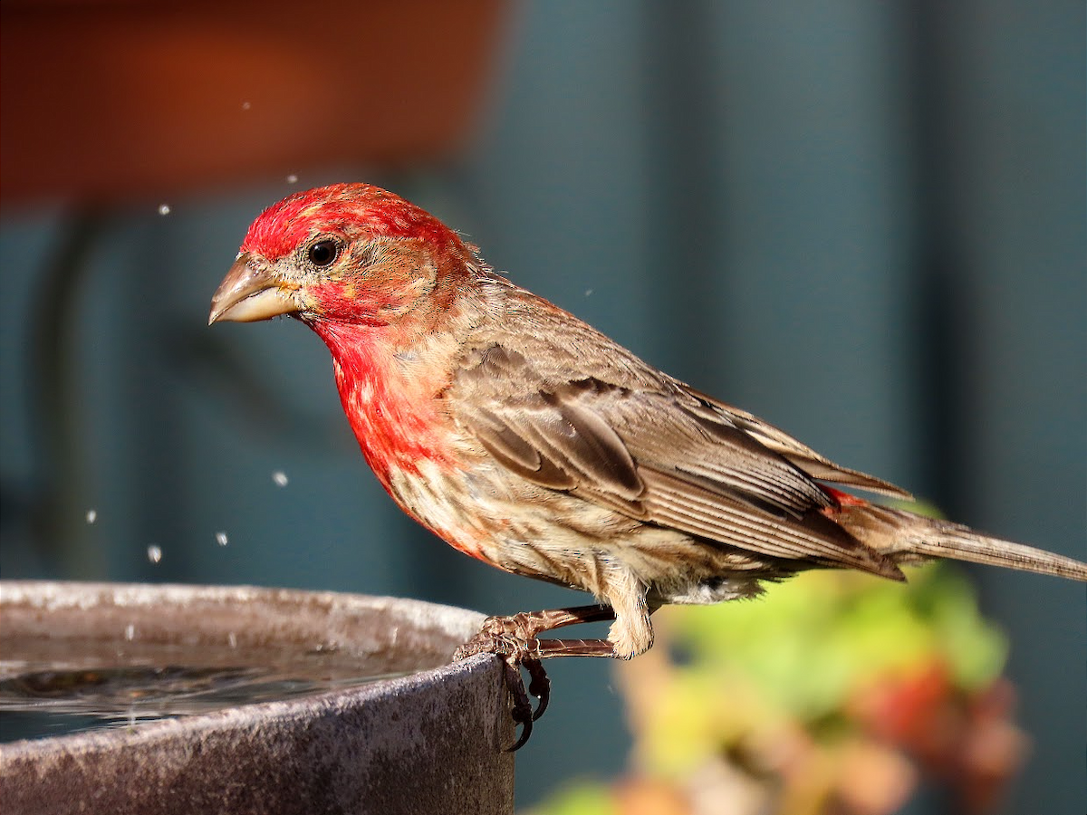 House Finch - ML355764281