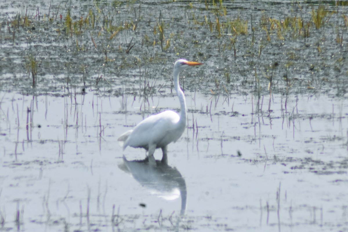 Great Egret - ML355765011