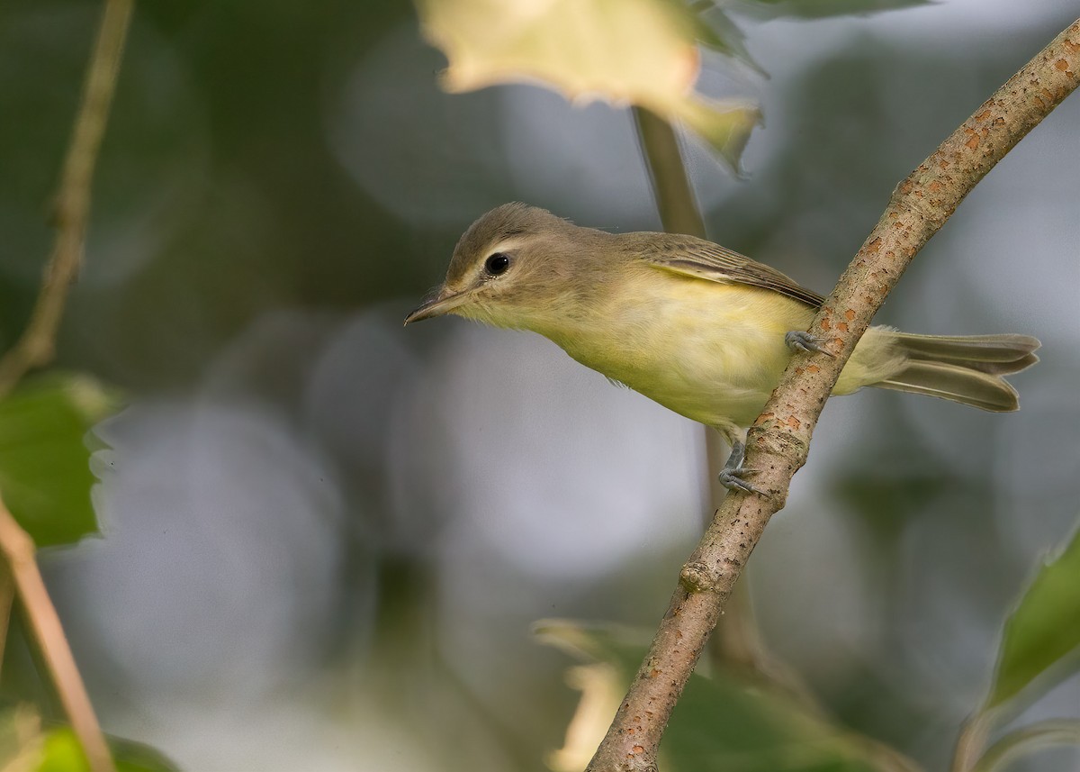 Warbling Vireo - Brian Smith