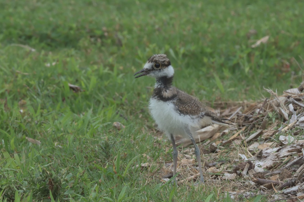 Killdeer - ML355765691