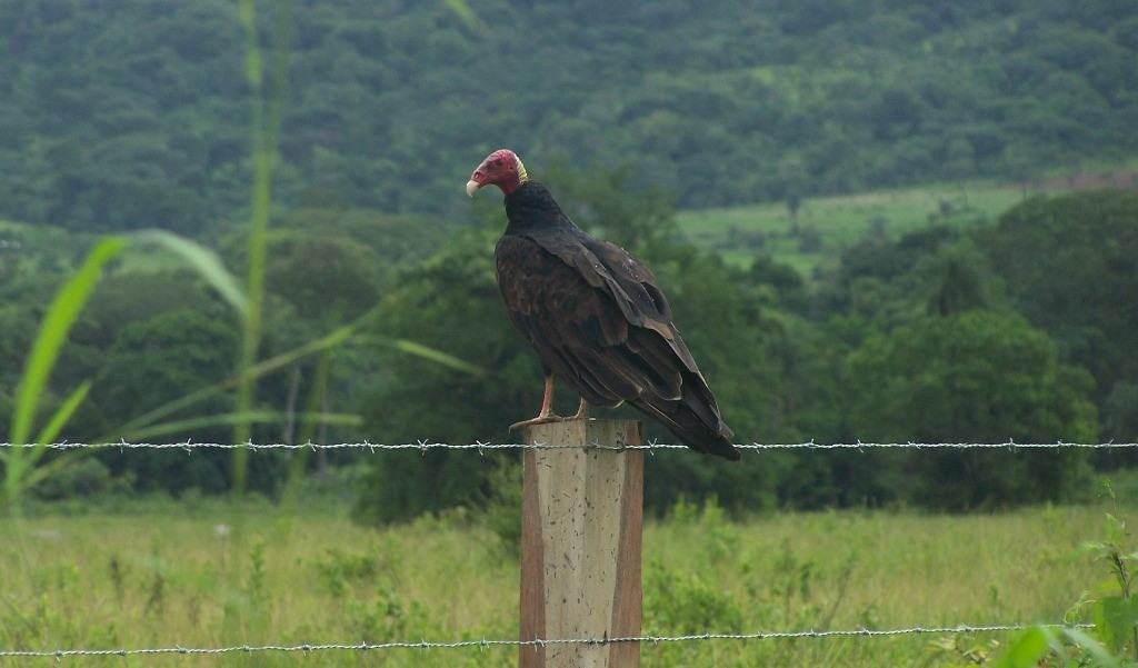 Urubu à tête rouge - ML35576801