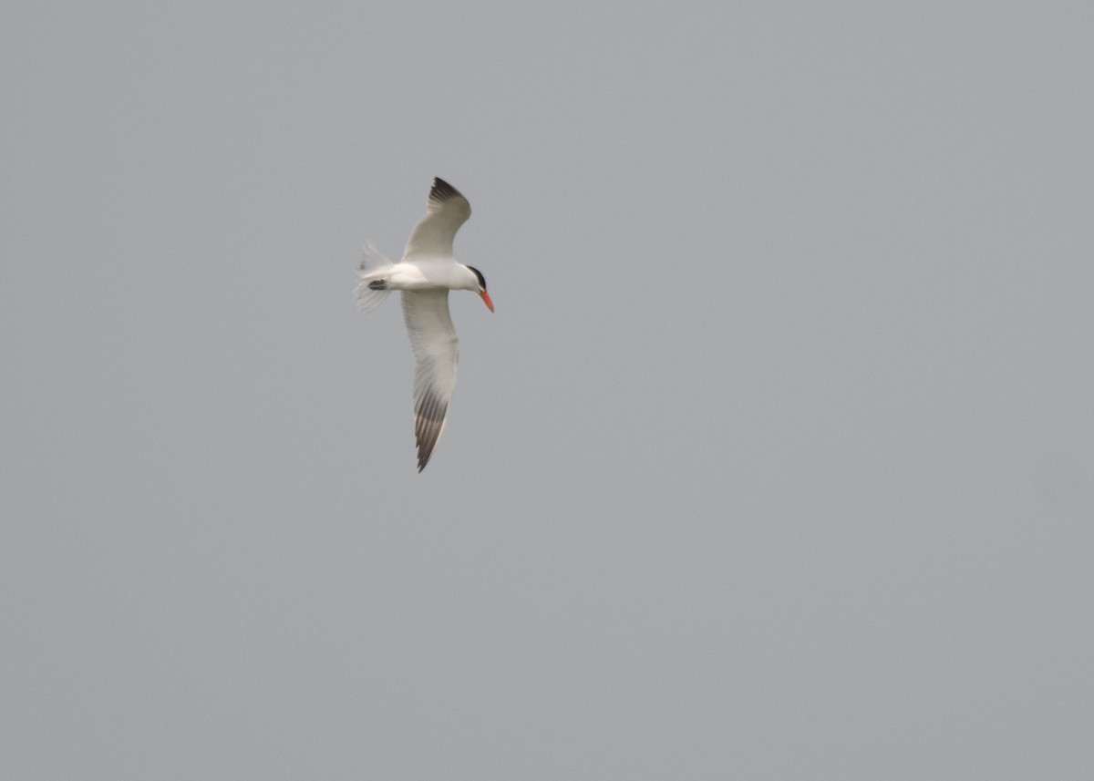 Caspian Tern - ML355768731