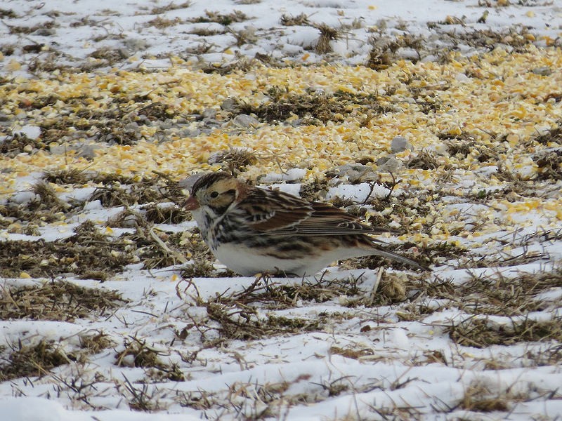 Lapland Longspur - ML35576921