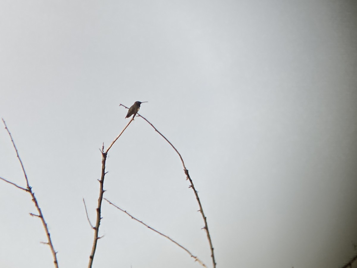 Black-chinned Hummingbird - ML355772131