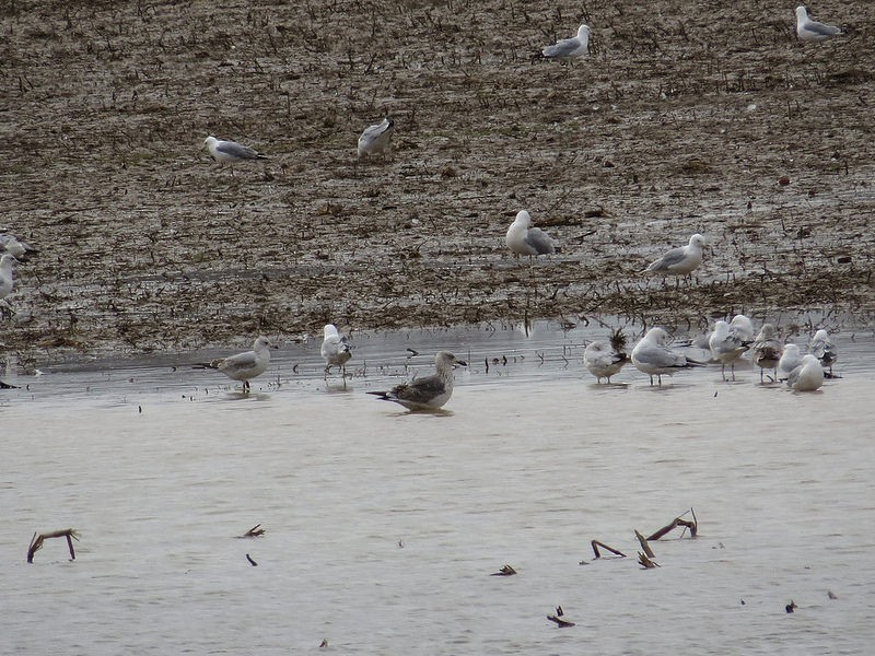 Lesser Black-backed Gull - ML35577241