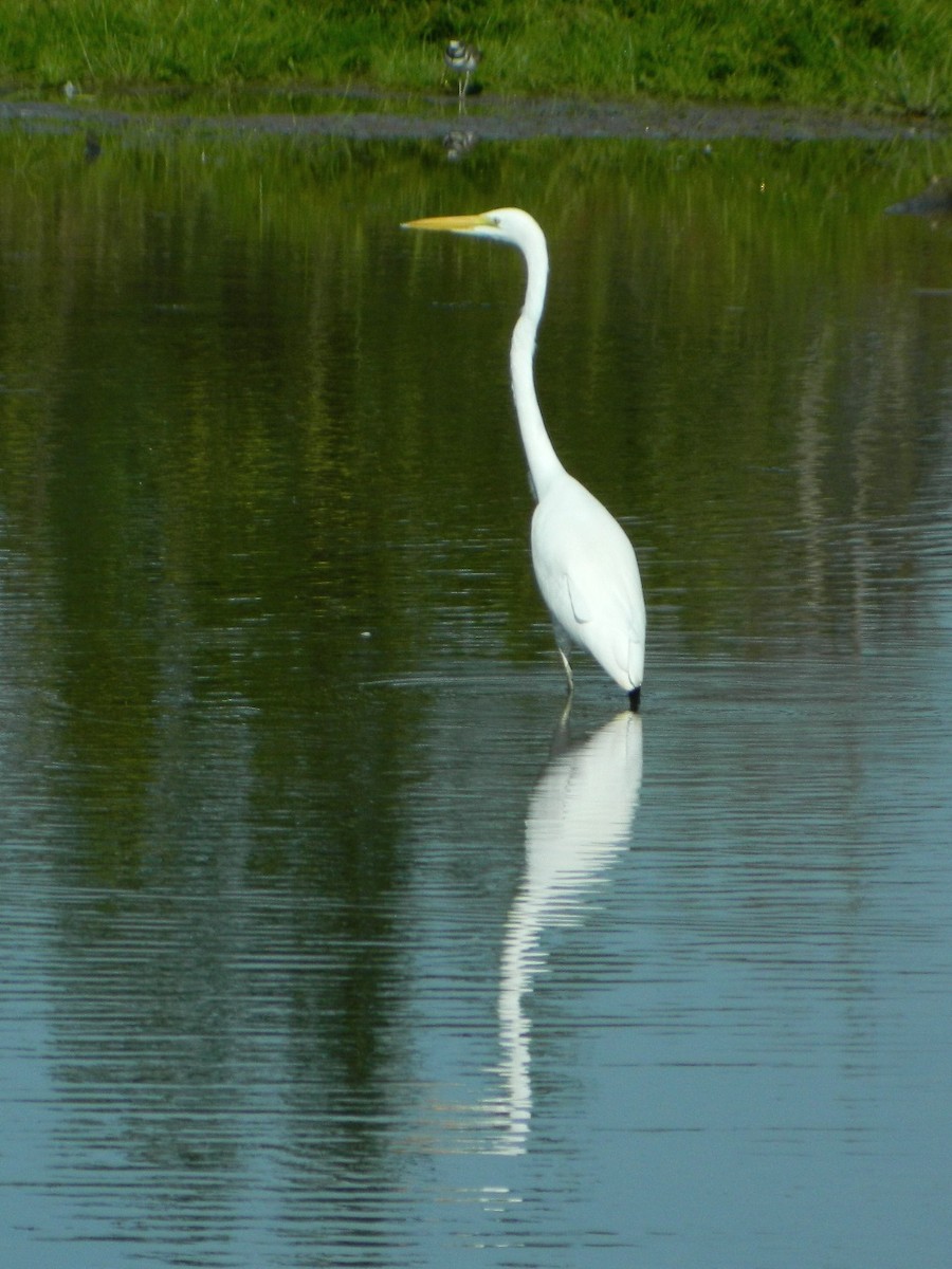 Great Egret - Ken Andrews