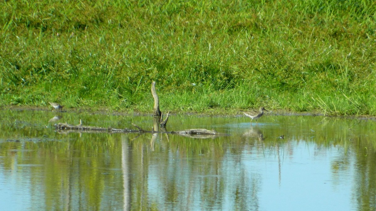 Wiesenstrandläufer - ML35577311