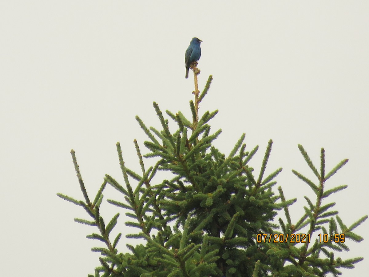 Indigo Bunting - ML355773591