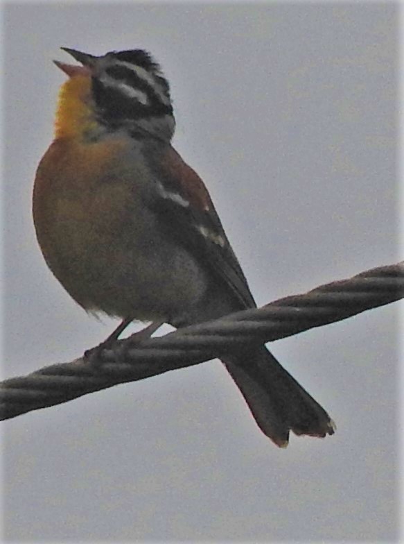 Golden-breasted Bunting - Eric Haskell