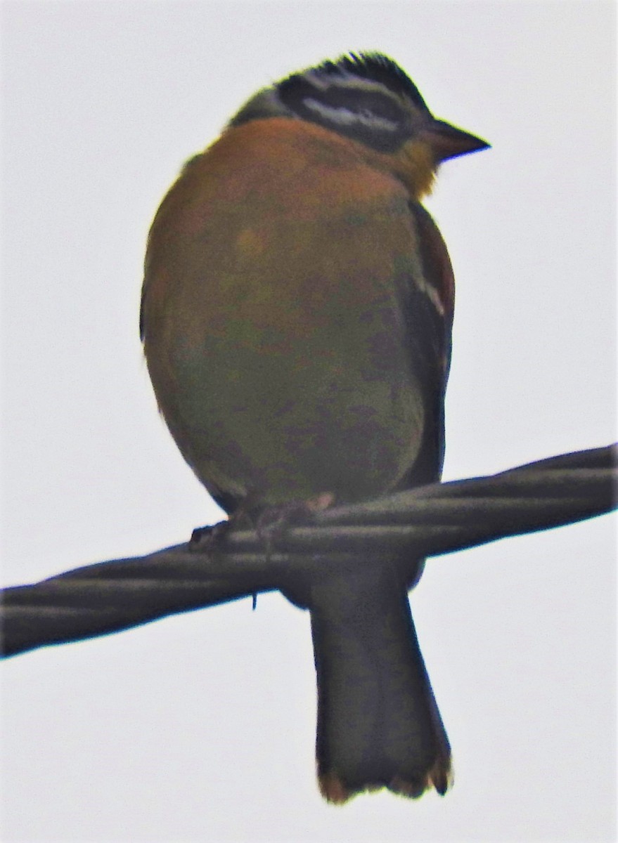 Golden-breasted Bunting - ML355773991