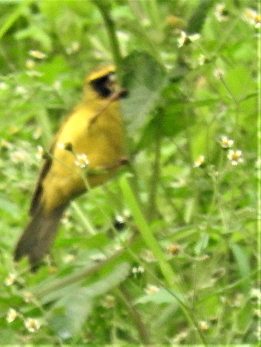 Black-necked Weaver - Eric Haskell