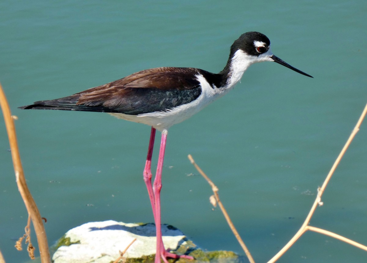 Black-necked Stilt - David Assmann