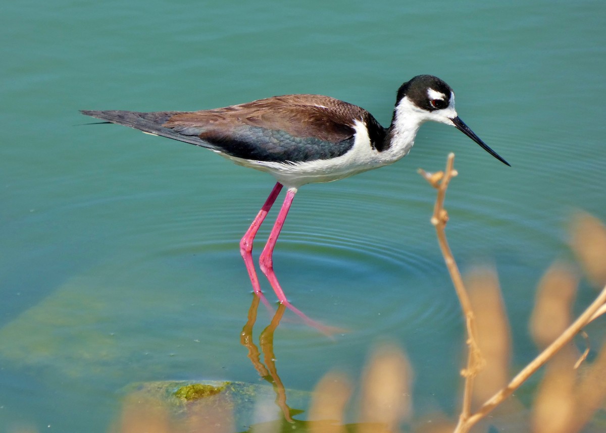 Black-necked Stilt - David Assmann