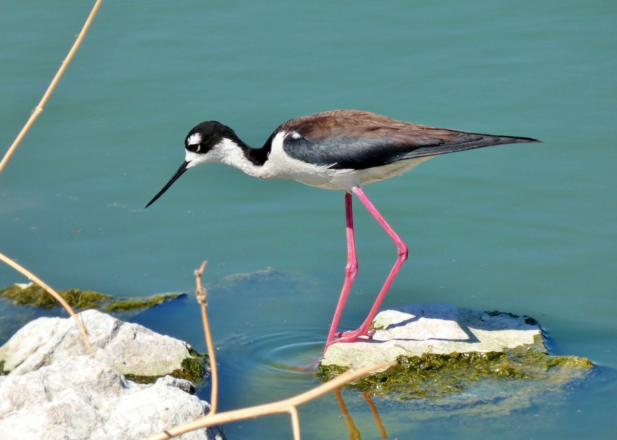 Black-necked Stilt - ML355778151