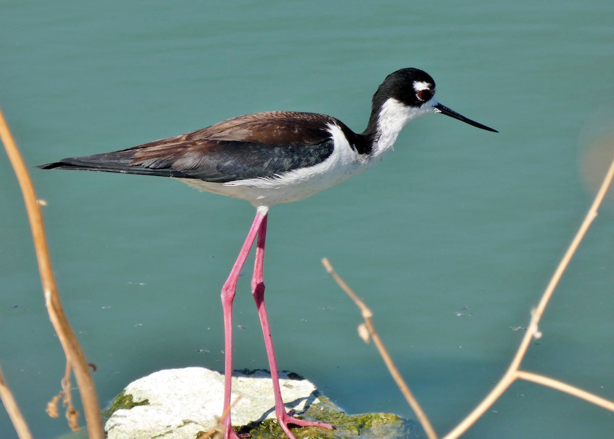 Black-necked Stilt - David Assmann